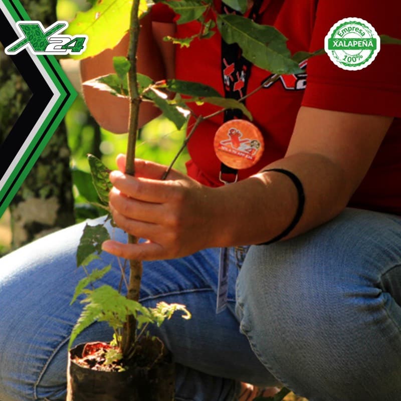 Jornada de reforestación X24