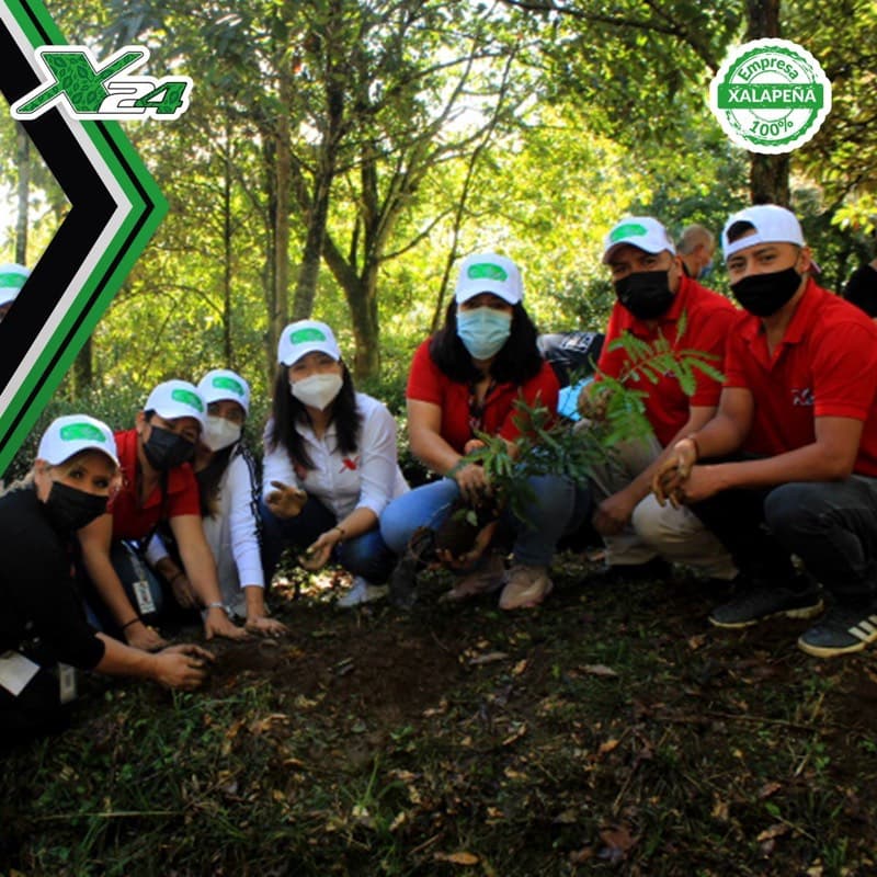 Plantación de árboles X24